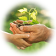 Plantaciones propias
